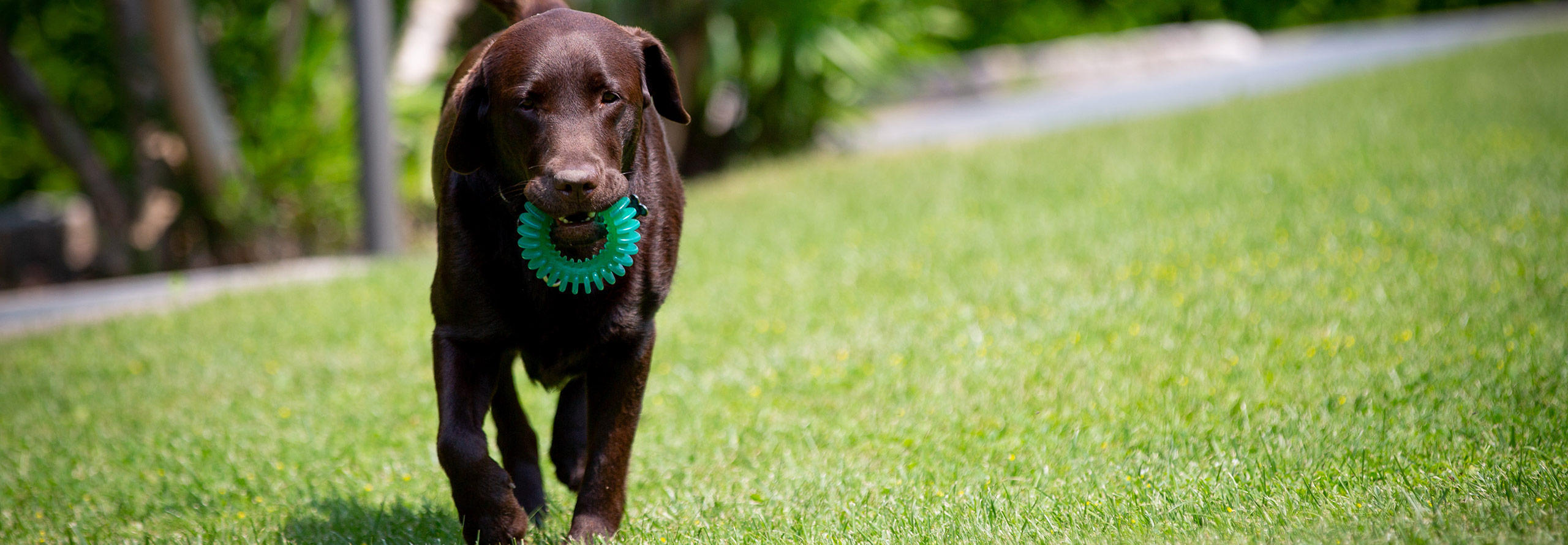 On holiday with ypur four-legged friends