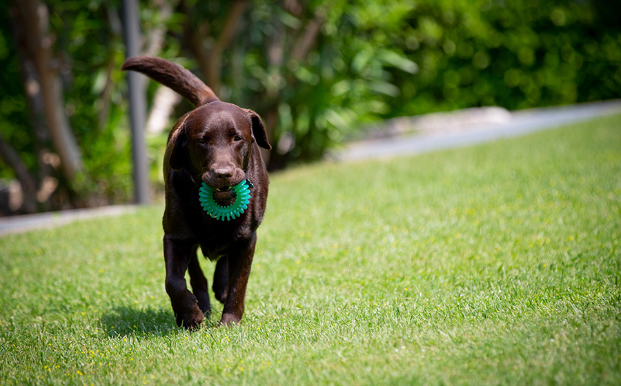 On holiday with ypur four-legged friends